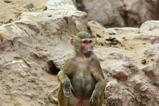 Baboon Monkey living, eating and playing in the Savanna standing on mountains and rocks