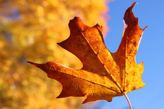 Closeup of orange maple leaf with blue sky background and colorful Fall or Autumn tree with shallow depth of field