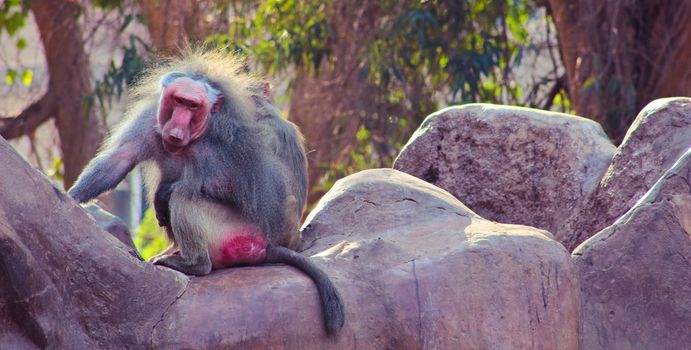 Baboon Monkey living, eating and playing in the Savanna standing on mountains and rocks