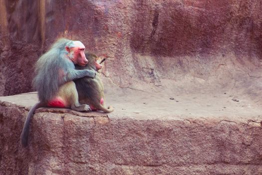 Baboon Monkey living, eating and playing in the Savanna standing on mountains and rocks