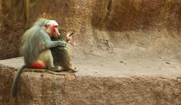 Baboon Monkey living, eating and playing in the Savanna standing on mountains and rocks