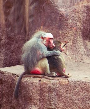 Baboon Monkey living, eating and playing in the Savanna standing on mountains and rocks