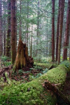 Fallen logs in the forest bring new places for growth