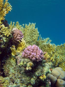 coral reef with fire and hard corals at the bottom of tropical sea