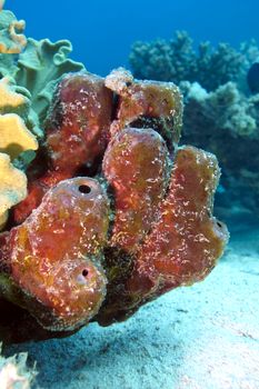 great sea sponge on the bottom of tropical  sea