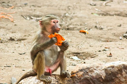 Baboon Monkey living, eating and playing in the Savanna standing on mountains and rocks