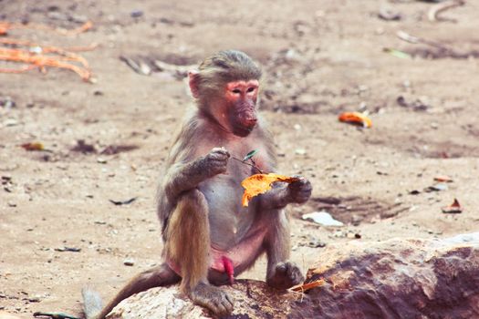 Baboon Monkey living, eating and playing in the Savanna standing on mountains and rocks