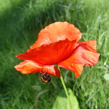 Red poppy flower on green grass background and bee