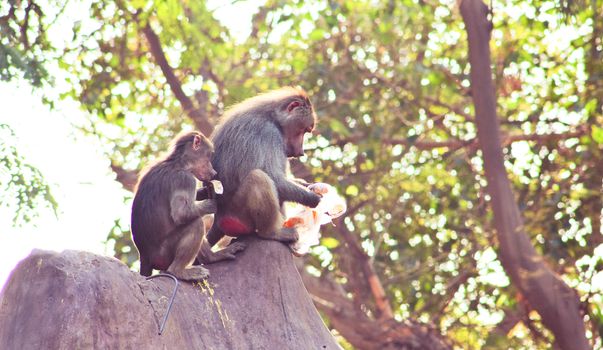 Baboon Monkey living, eating and playing in the Savanna standing on mountains and rocks