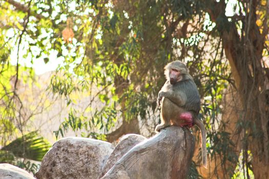 Baboon Monkey living, eating and playing in the Savanna standing on mountains and rocks