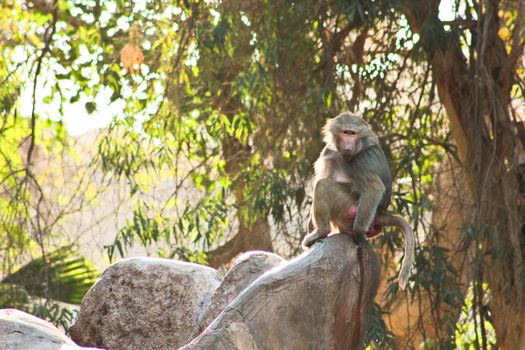 Baboon Monkey living, eating and playing in the Savanna standing on mountains and rocks