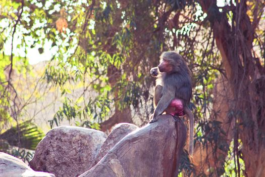 Baboon Monkey living, eating and playing in the Savanna standing on mountains and rocks