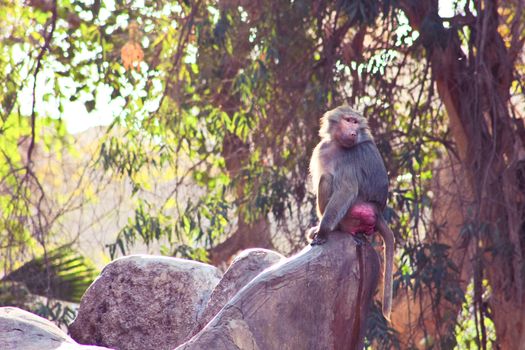 Baboon Monkey living, eating and playing in the Savanna standing on mountains and rocks