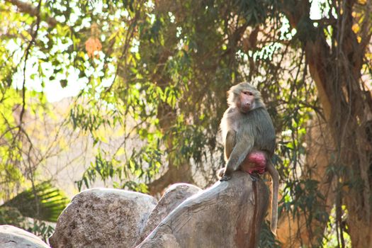 Baboon Monkey living, eating and playing in the Savanna standing on mountains and rocks