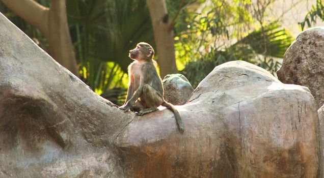 Baboon Monkey living, eating and playing in the Savanna standing on mountains and rocks