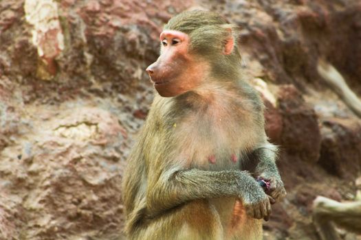 Baboon Monkey living, eating and playing in the Savanna standing on mountains and rocks