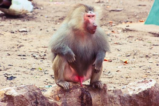 Baboon Monkey chilling , eating , playing on savanna on the mountains and rocks