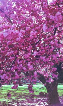 Cherry blossom tree from Central Park, New York City.