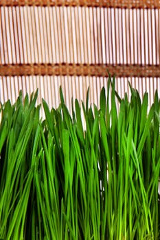Fresh Grass on the Wooden Background