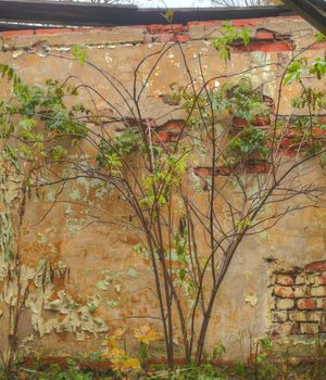 Lonly tree beside old building wall in autumn
