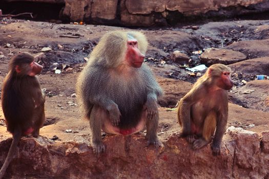 Baboon Monkey chilling , eating , playing on savanna on the mountains and rocks