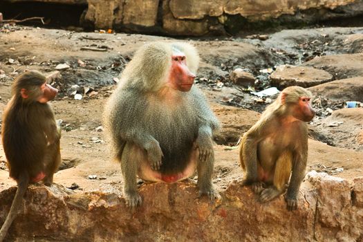 Baboon Monkey chilling , eating , playing on savanna on the mountains and rocks