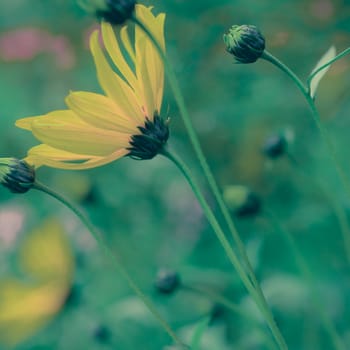 Retro Pastel Filter Spring Photo Of A Yellow Daisy Wildflowers