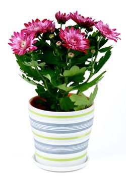 Dark Pink Daisy Chrysanthemum (Chrysantheme) in Striped Pot isolated on white background