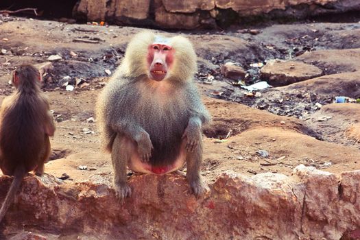 Baboon Monkey chilling , eating , playing on savanna on the mountains and rocks