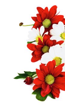 Frame of Red and White Daisy Chrysanthemum (Chrysantheme) with Leafs and Buds isolated on white background