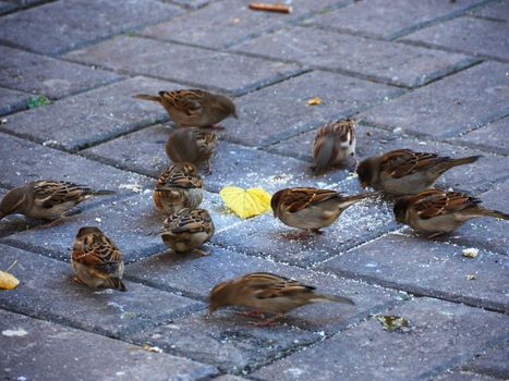 Small birds are feeding in the park