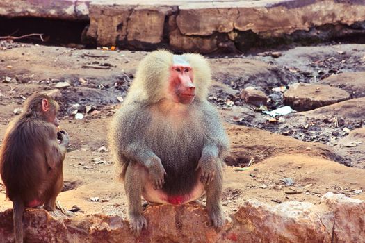 Baboon Monkey chilling , eating , playing on savanna on the mountains and rocks