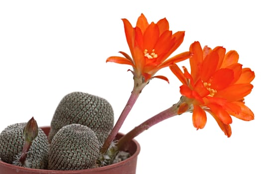 Cactus flowers, isolated on white background.Image with shallow depth of field.