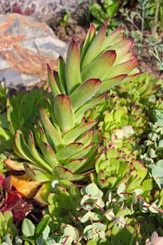 Sempervivum close-up on  alpine hill in  garden.