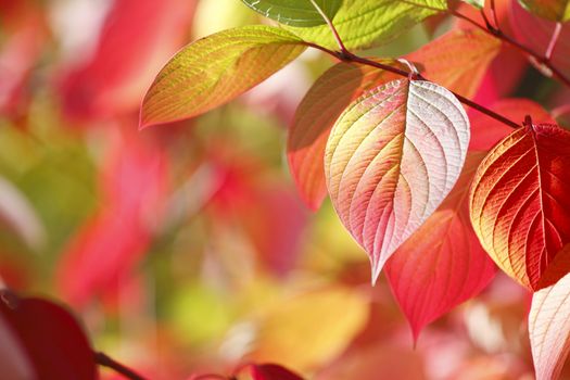 Colorful autumn leaves on tree outdoors, close-up view