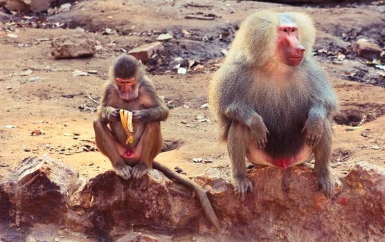 Baboon Monkey chilling , eating , playing on savanna on the mountains and rocks