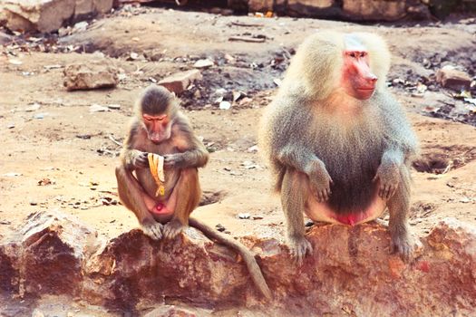 Baboon Monkey chilling , eating , playing on savanna on the mountains and rocks