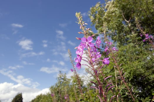 pink wild Irish flowers in the Longford countryside