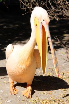 A great pelican (Pelecanus onocrotalus) in the zoo crying