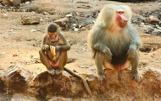 Baboon Monkey chilling , eating , playing on savanna on the mountains and rocks