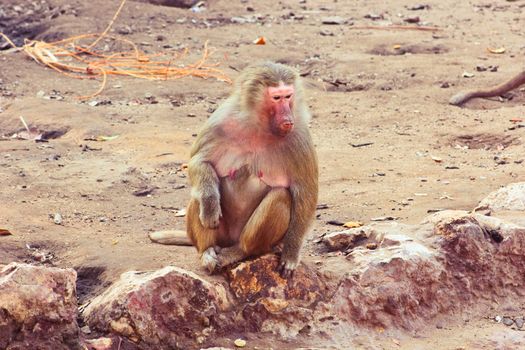 Baboon Monkey chilling , eating , playing on savanna on the mountains and rocks