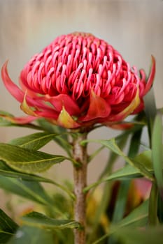 The waratah is a showy flower and the NSW floral emblem.