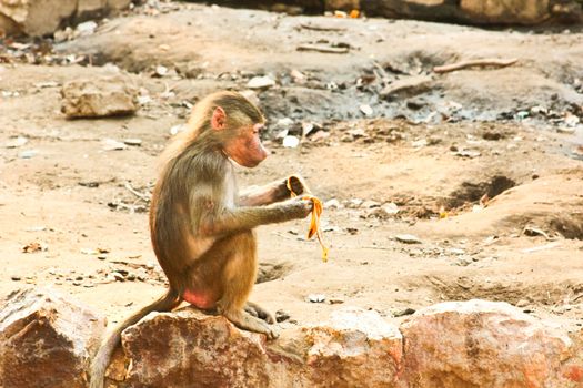 Baboon Monkey chilling , eating , playing on savanna on the mountains and rocks