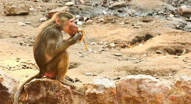 Baboon Monkey chilling , eating , playing on savanna on the mountains and rocks