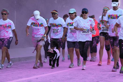 Ventura, CA - OCTOBER 18 : Participants coming through the pink color station at The Color Run 2014 in Ventura. OCTOBER 18, 2014 in Ventura, CA.