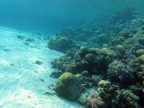 bottom of tropical sea with coral reef - underwater photo