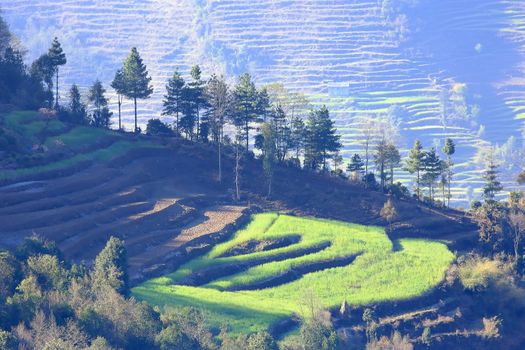 Rice fields. Everest region, Nepal.
