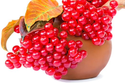  Bright red clusters of viburnum and yellow autumn leaves are in a round ceramic vase. Presented on a white background.

