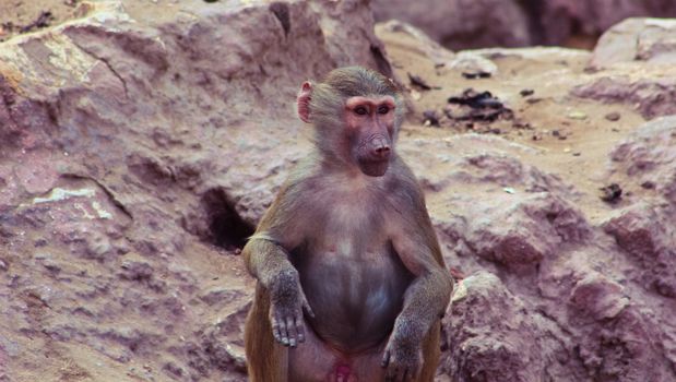 Baboon Monkey chilling , eating , playing on savanna on the mountains and rocks