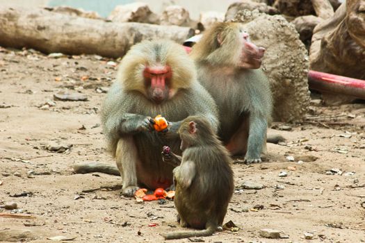 Baboon Monkey chilling , eating , playing on savanna on the mountains and rocks